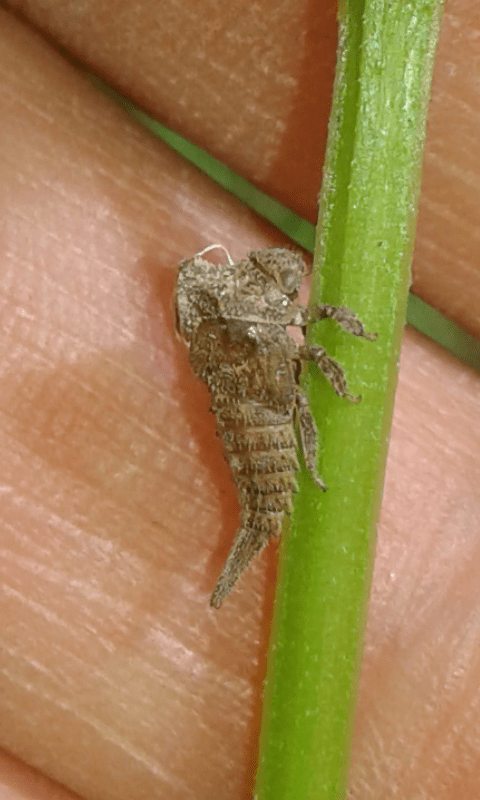 Centrotus cornutus (Membracidae) con sua esuvia?